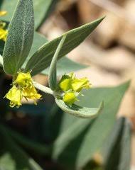 Image result for Vincetoxicum cernuum