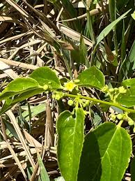 Image result for Colubrina asiatica