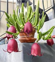 Stapelia Leendertziae So Nice To Look At Not So Nice To Smell These Blooms Use Their Deep Red Color And Terrible Odo Plants Succulents Succulent Gardening