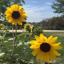 Peck's flower and garden shop is your ftd and teleflora professional florist based in cedar rapids, iowa. Newports Flowers Home Facebook