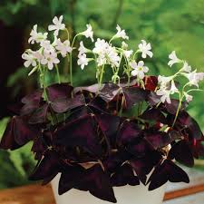 Image result for Oxalis obliquifolia