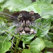 I decided i had better do some research on them, found myself at this great website. Tacca Chantrieri Buy Seeds At Rarepalmseeds Com