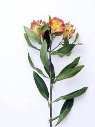 Alstroemeria Flower Incan Lily Alstroemeria Flowers Photography Beautiful Unusual Flowers