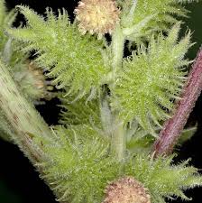 Image result for Xanthium