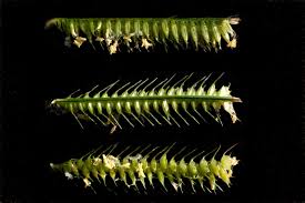 Image result for Dactyloctenium australe