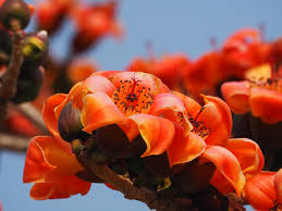 Image result for Malvaceae subfamily Bombacoideae