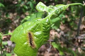 Caterpillars are larvae in the class insecta that turn into beautiful moths or butterflies. Too Bad Brown Tail Moth Caterpillars Weren T Canceled This Year