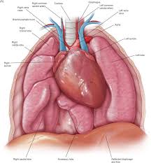 Respiratory System An Overview Sciencedirect Topics