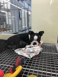 Shopping in the boston area of lincolnshire? The Pros Cons Of Buying A Dog From A Pet Store Boston Terrier Society