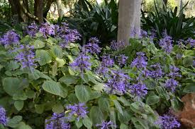 Image result for Plectranthus alboviolaceus