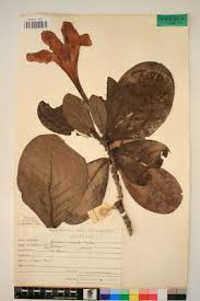 Image result for Gardenia imperialis