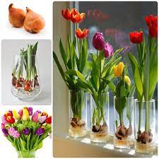 How To Grow Tulip Bulbs In A Vase Growing Tulips Indoor Flowers Tulips In Vase