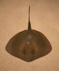 Image result for Stingray