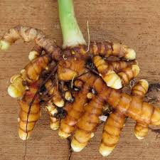 Rebus air kunyit dengan api kecil hingga mendidih dan kunyit maupun jahe matang. Temulawak Jahe Kunyit Produk Yang Dekat Dengan Kesehatan Republika Online