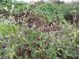 Image result for Psophocarpus scandens