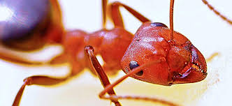 Took care of it within a few minutes.would highly. Pest Control Services Pest Removal Sanford Fl Gager Pest Control Inc