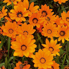 Image result for Gazania krebsiana