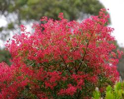 Check spelling or type a new query. Ceratopetalum Gummiferum Gardensonline