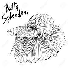 We did not find results for: Hand Drawn Vector Black And White Outline Betta Splendens Fish Royalty Free Cliparts Vectors And Stock Illustration Image 93810676