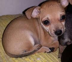 Wann sind chihuahua welpen ausgewachsen? Chihuahua Prager Rattler Mix Wie Gross Hund Grosse