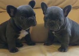 Find french bulldog puppies in canada | visit kijiji classifieds to buy, sell, or trade almost anything! Blue And Chocolate French Bulldogs Uk Bulldog French Bulldog Puppies French Bulldog Dog