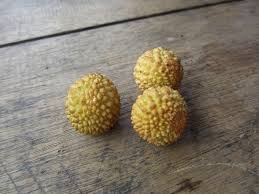 Lihat juga resep setup red dates and dried longan tea enak lainnya. Buah Mata Kucing Dimocarpus Longan Sub Species Malesianus Leenhouts Planter And Forester