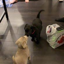 Click here now to view our available puppies! Vancouver Labrador Dogs Puppies For Sale Classifieds At Eclassifieds 4u