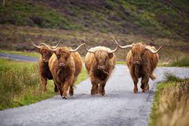 The Highland Cow Your Questions Answered Islay Cottages