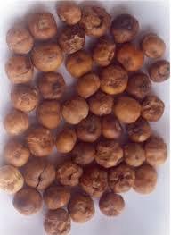 Image result for Manilkara obovata