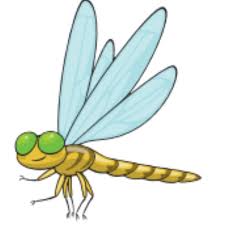 dragonfly – chuồn chuồn
