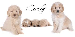 They cannot get their full hip certification until they are at least two years old. Coat Types Teddybear Goldendoodles