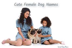Abby ada adara addie addison adelaide adele adeline adelyn adriana agatha aggy agnes aida air airabell aja akira alice. Dog Names Female Thousands Of Great Girl Names For That New Puppy