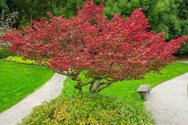 If the bush is planted in an area where it can grow freely to any size, you only need to do light pruning for the sake of its health. Everything You Need To Know About Burning Bush This Old House