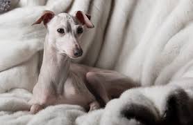 The italian greyhound has been depicted in paintings by many famous artists such as giotto, velasquez and pisanello. Italian Greyhound Description Energy Level Health Interesting Facts