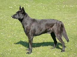 Short hair dutch german shepherd. Dutch Shepherd Short Hair Brit