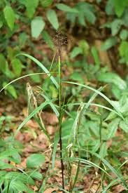 Image result for Scleria foliosa