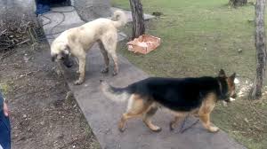 Kangal Vs K9 Kurt Kopegi Youtube