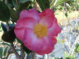 Camellia Sasanqua Fukuzutsumi Japonica Camellia Species