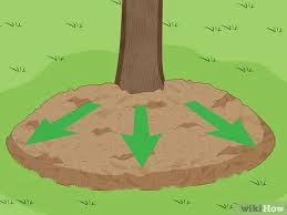 Maintain sharp mower blades to quickly cut through the roots, as well as your long grass. 3 Ways To Deal With Exposed Tree Roots Wikihow