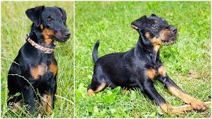 Image result for jagdteriér