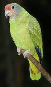 La Amazona Brasilena Amazona Brasiliensis Es Una Especie De Ave Psitaciforme De La Familia De Los Loros Psittacidae N Rainforest Birds Pet Birds Wild Birds
