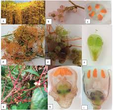 Image result for Cuscuta kilimanjari