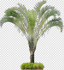 After this long winter, it's time for spring! Palm Oil Tree Babassu Flowerpot Coconut Oil Palms Palm Trees Houseplant Date Palm Transparent Background Png Clipart Hiclipart