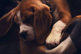 Seeing puppies in dream, what does it mean? What Do Dogs Dream About American Kennel Club