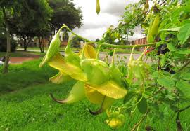 Image result for Crotalaria agatiflora