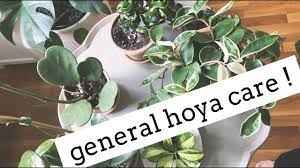 However, they may not bloom if they don't get enough light. Hoya Plant Care Tips Easy Care House Plants Youtube
