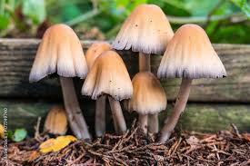 Image result for Coprinus micaceus