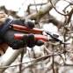 Fruit Tree Pruning Fundamentals | Belvidere event image