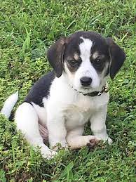 Someone brought kobe, a 3. Long Island Ny Beagle Meet Baby A Pet For Adoption
