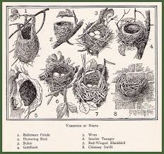 Different Types Of Birds With Their Nests The T Cozy Bird Nests Art Nest Art Pet Birds